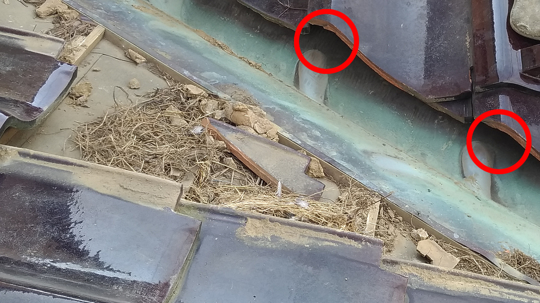 瓦屋根の中にスズメの巣が存在するケースの画像