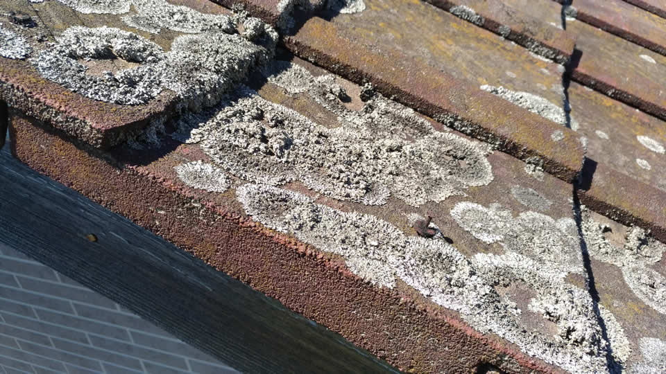 調査するコンクリート瓦の特定